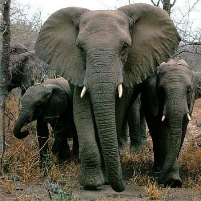 pictures of elephants demeanor